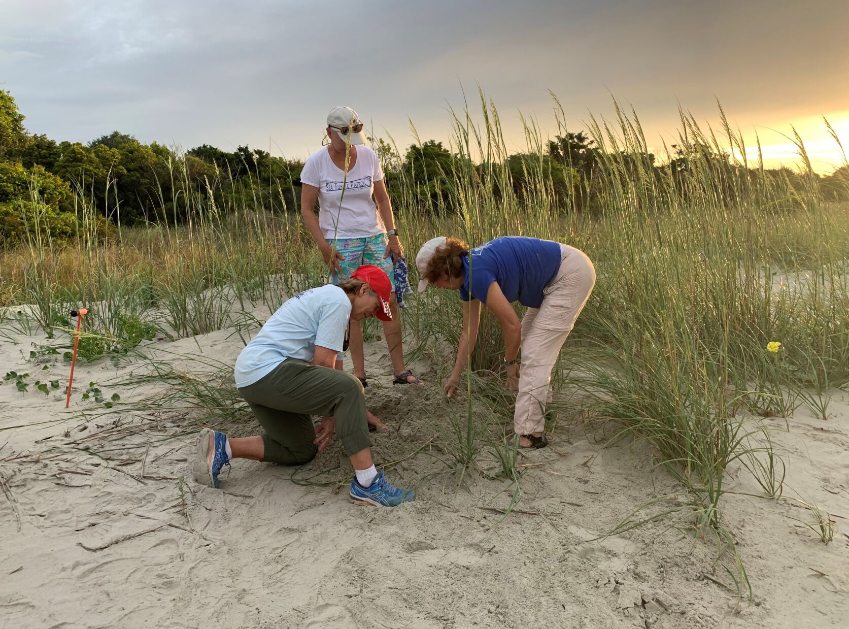 Observing turtle nest